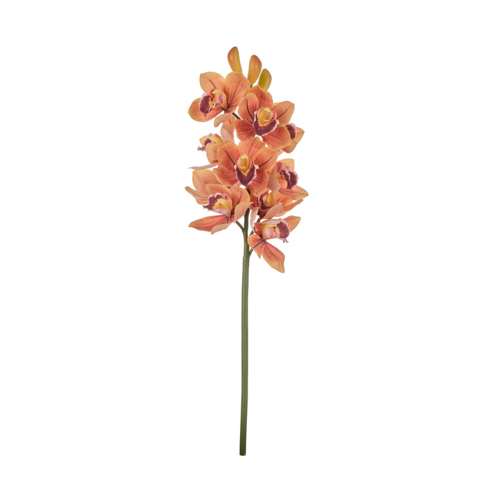 Rogue Cymbidium Spray Orange