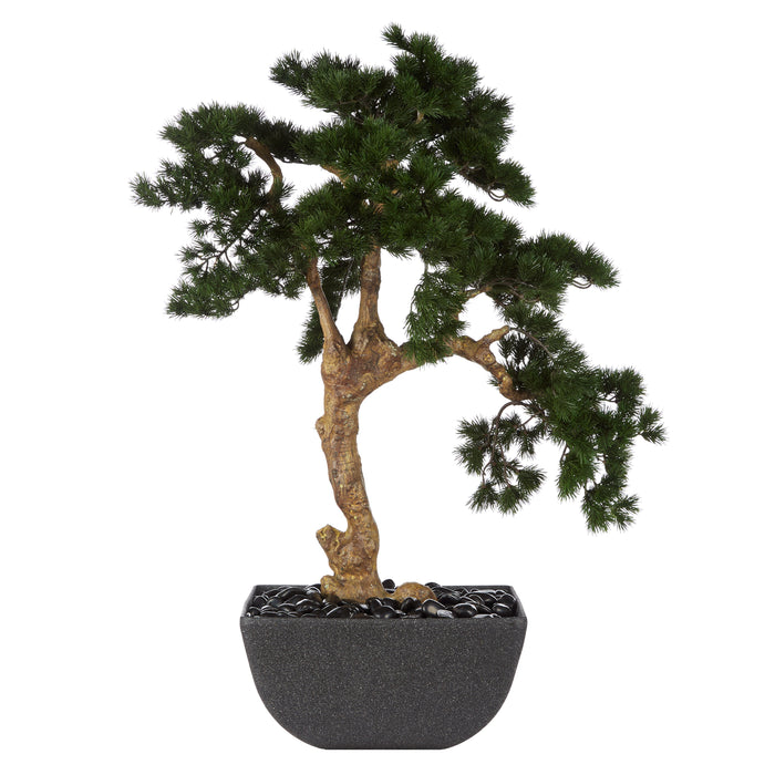 Rogue Pine Bonsai - Oslo Pot Green