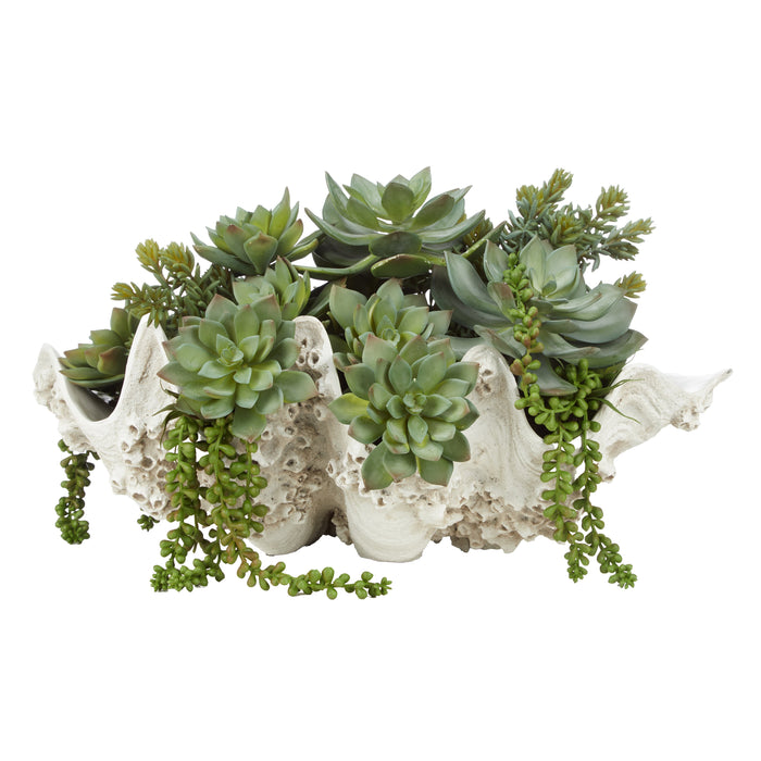 Rogue Succulent Mix - Seychelles Clam Vessel Green