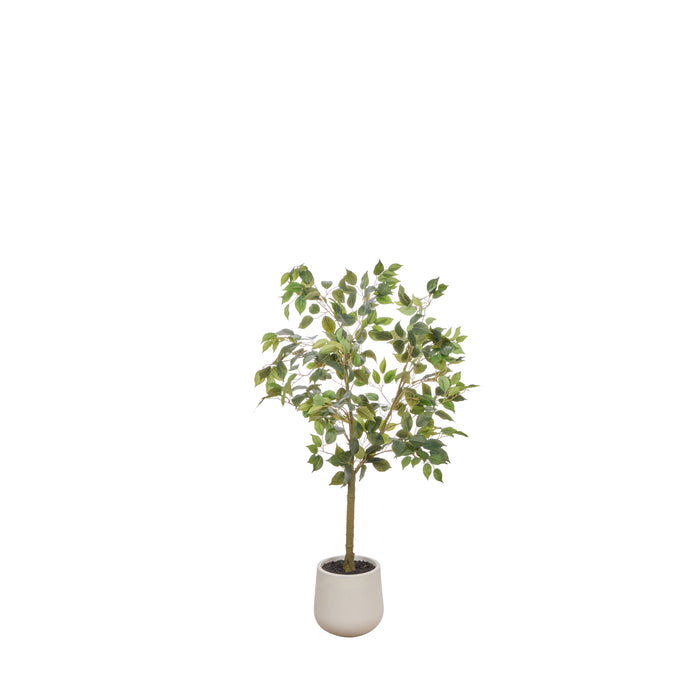 Rogue Ficus Tree Pot Green
