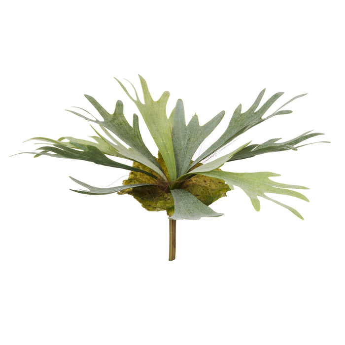 Rogue Staghorn Fern Moss Green
