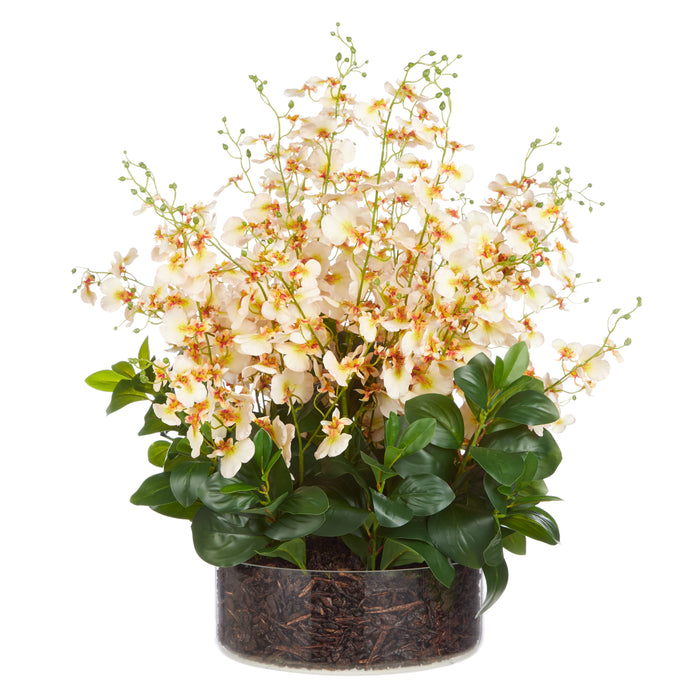 Rogue Dancing Orchid Garden Mix - Madelyn Bowl Cream