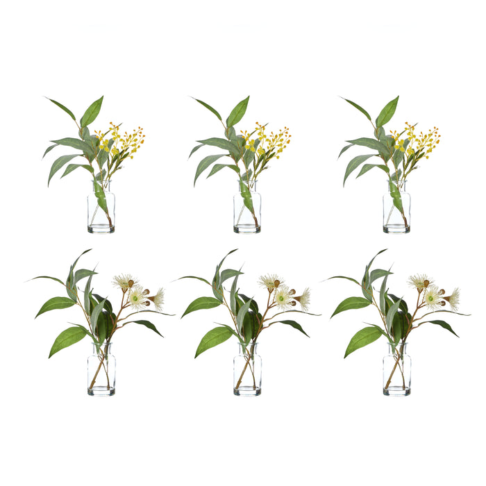 Rogue Eucalyptus Wattle Mix - Specimen Bottle 6pcs/2 Assorted Green & Glass