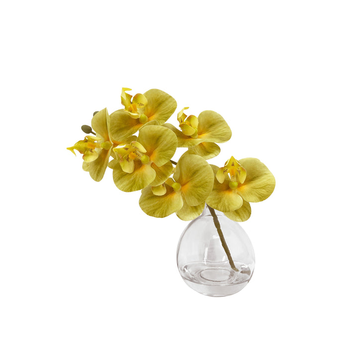Rogue Phalaenopsis - Glass Vase Green