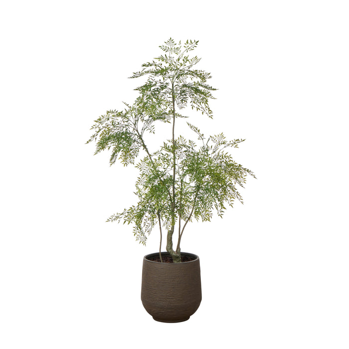 Rogue & Grand Designs Ficus Tree - Trillium Planter Green & Sandalwood