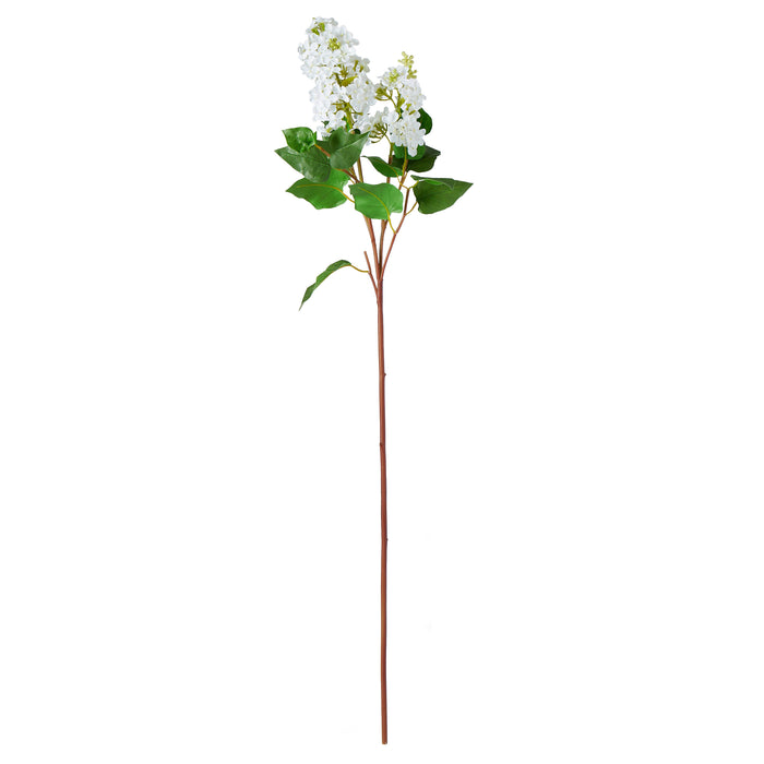 Rogue Lilac Spray White