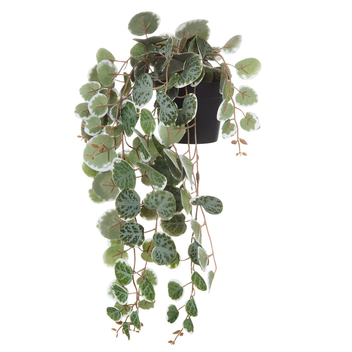 Rogue String of Hearts - Garden Pot Green